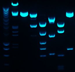 FITC Fluorescence