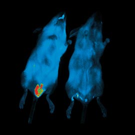 invivo luciferase