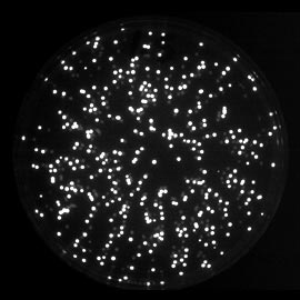 petri dish luciferase