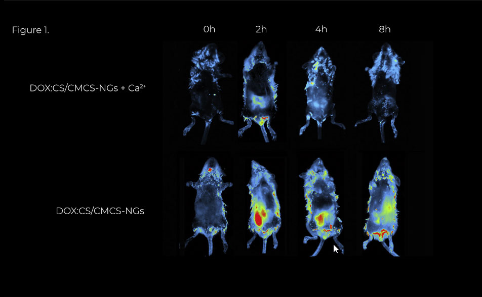 Chitosan-nanogels-and-anticancer-drugs-figure-1 Chitosan-nanogels-and-anticancer-drugs-figure-1