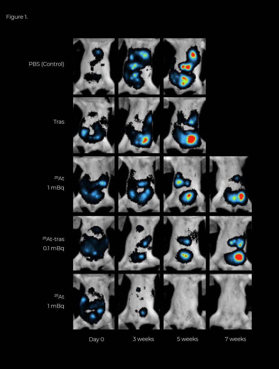 astatine-211-trastuzumab-in-gastric-cancer-figure-1 astatine-211-trastuzumab-in-gastric-cancer-figure-1